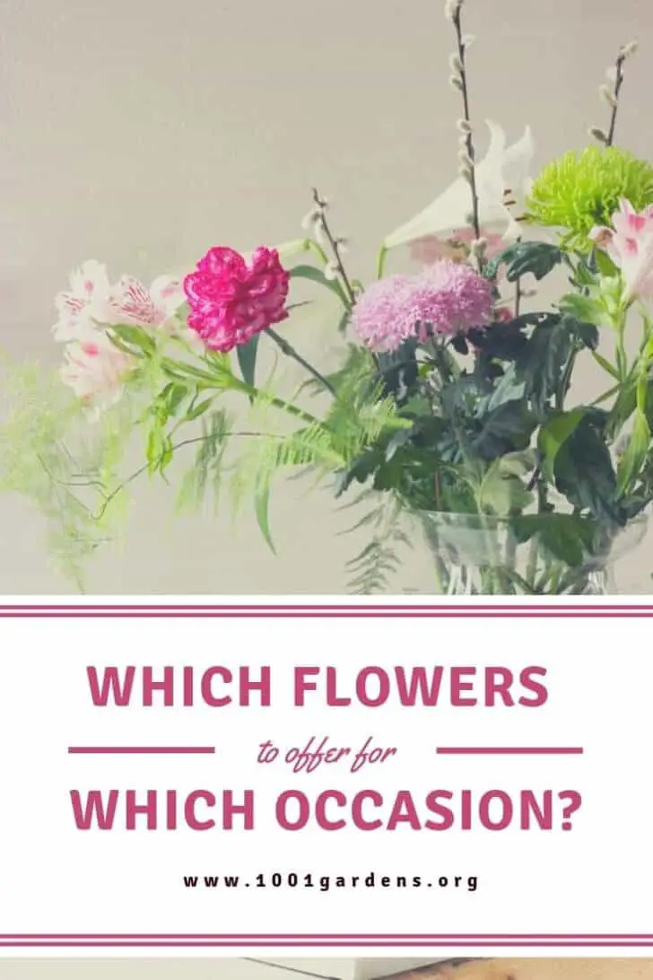 Which flowers to offer for which occasion? 10 - Flowers & Plants